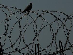 One bird on prison wires