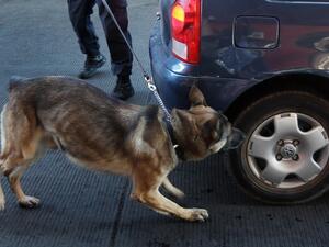 Sniffing the wheel Sniffing the wheel