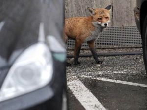  Social media users shocked after a picture of a driver dragging a fox was posted (AFP/File Photo)