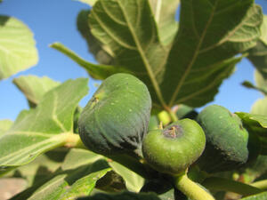  أكل التين والزيتون معاً  يزيد الإخصاب عند النساء