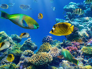 The new DeepFlight Super Falcon can fly underwater quietly, attracting, rather than driving away sea life . (Image for illustrative purposes - Credit: Shutterstock)