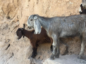Goats. (Al Bawaba)