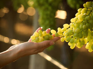 يعتبر العنب من الفواكه ذات القيمة الغذائية والعلاجية الجيدة