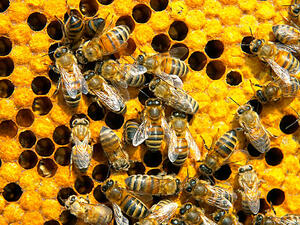 اختفاء النحل ينذر بكارثة اختفاء النحل ينذر بكارثة