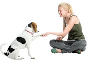 هل يمكن للكلاب الاليفة ان تفهم ما نقوله؟ هل يمكن للكلاب الاليفة ان تفهم ما نقوله؟