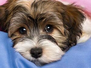 هل تشيب الحيوانات الاليفة؟