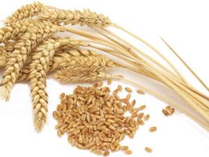 حساسية القمح