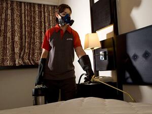 بق السرير يظهر مقاومة للمبيدات التقليدية