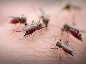 هل تتعرض للدغات البعوض باستمرار؟