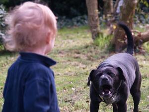 علم الاطفال عدم استفزاز الكلاب سواء الاليفة أو الضالة