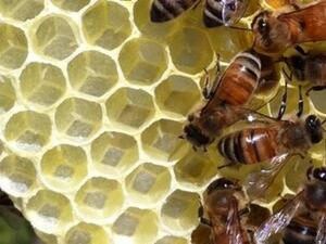 غراء النحل أو البروبوليس لعلاج السرطان والفطريات