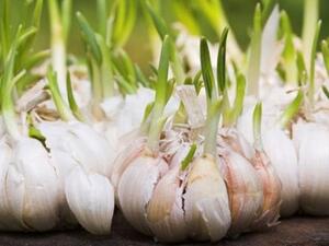 هل الثوم المبرعم سام ؟