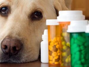 يفترض بالطبيب البيطري فقط وصف الادوية المخصصة