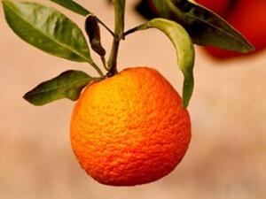 وصفات تجميل منزلية من الحمضيات الشتوية