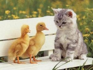 صورة ظريفة لقطة وصغار البط