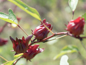 يعتبر الكركدية واحد من أهم الأعشاب الزهرية وهي ذات طعم لذيذ (shutterstock.com)
