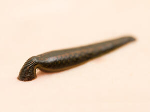 دودة العلق هي نوع من الديدان النادرة التي تعيش في المياه العذبة