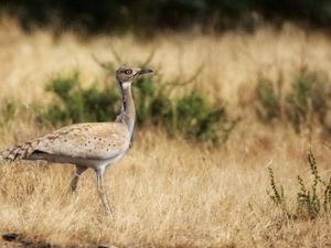 Hunting of the Houbara Boustard by Arab sheikhs has become increasingly controversial due to the already rare bird's declining population. (Shutterstock)