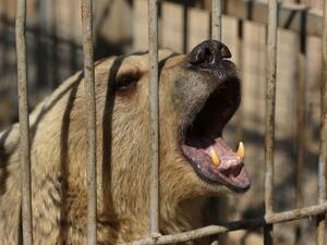 Lula the bear stands in her cage before receiving treatment from members of the international animal welfare charity "Four Paws" at the Muntazah al-Nour zoo in eastern Mosul on February 21, 2017. (AFP/Safin Hamed)