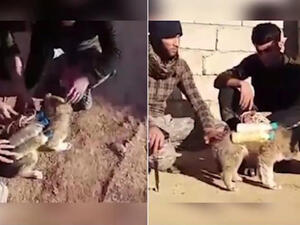 Popular Mobilization Unit fighters removing explosives from a booby-trapped kitten. (Twitter)