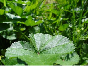 من فوائد بذور الخبيزة أنها تفيد الشعر