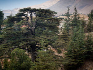 More than 600,000 trees have been planted over the last six years, with a 70-90 percent survival rate. (Shutterstock)