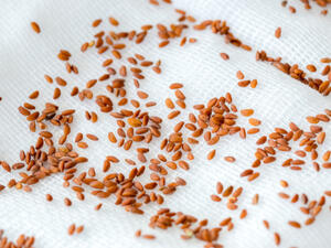 من فوائد حب الرشاد يقوي العظام ويزيد كثافتها

