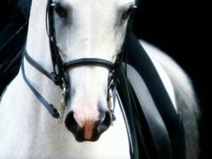 غلاف كتاب مذكرات فارسة عربية