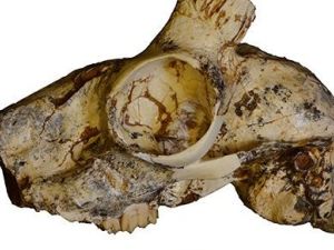 Bovidae fossils (Twitter)