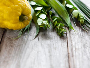 Symbols of jewish fall festival of Sukkot, lulav - etrog, palm branch, myrtle and willow (Shutterstock/File Photo)