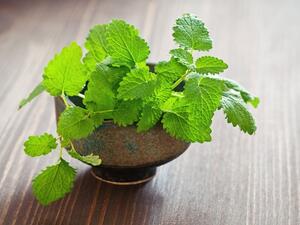 عشبة المليسة قد تُساهم عشبة الملّيسة في تخفيف حدّة التوتّر والهيجان