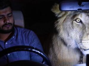 Pakistani brothers drive around Karachi with lion in car. (YouTube Screenshot)