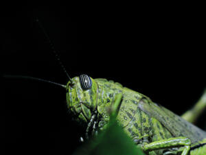 (Shutterstock/ File Photo)