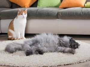 (Shutterstock/ File Photo)