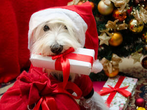 (Shutterstock/ File Photo)