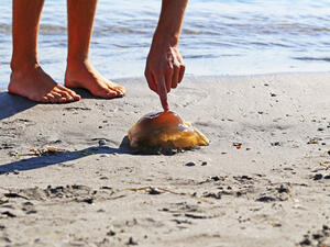 (Shutterstock/ File Photo)