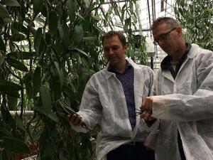University of Wageningen researcher Filip van Noort and vanilla grower Joris Elstgeest inspect vanilla orchids, part of four years of ground-breaking research (AFP Photo/Maude Brulard)