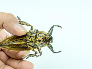 للقضاء على حشرات الصيف  يجب استخدام مبيدات الدبابير المحتوية على النعناع