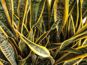 "لسان حماتي" هذه النبتة من النباتات القادرة على تطهير جو المنزل
