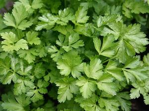 شاي البقدونس يساعد على إذابة الدهون وحرق السعرات الحرارية شاي البقدونس يساعد على إذابة الدهون وحرق السعرات الحرارية