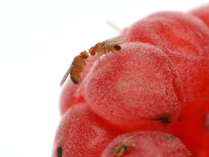 مع بداية فصل الصيف تبدأ الحشرا في الظهور بشكل أكبر بالفاكهة