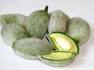 اللوز الأخضر يمنع تكون حصوات المرارة