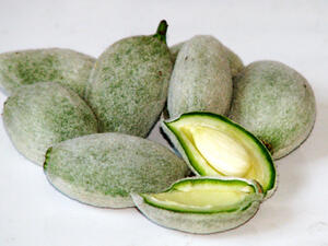 اللوز الأخضر يمنع تكون حصوات المرارة