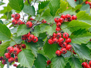 ثمار الزعرور تحدّ من القلق والخفقان
