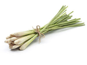 تعمل عشبة الحلفاء على تفتيت الحصى المتكون في الكليتين 