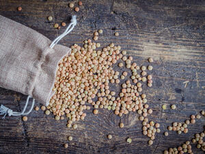 العدس مصدر غني للبروتينات النباتية

