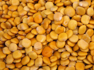 الترمس يحسن عملية الهضم،