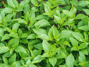 الريحان يعزز صحة البشرة ويحافظ على نضارتها
