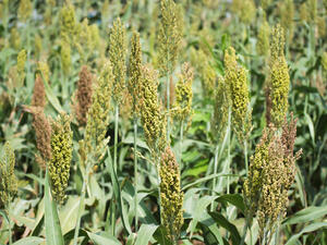 الدخن يعمل على تخفيف حدة تشنجات وآلام الدورة الشهرية