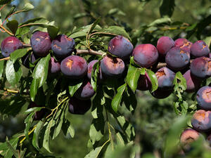 فوائد البرقوق يحسن من رؤية العين

